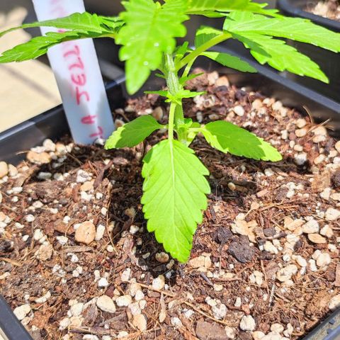 Hella Jelly growlog timeline photo