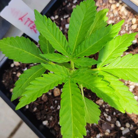 Hella Jelly growlog timeline photo