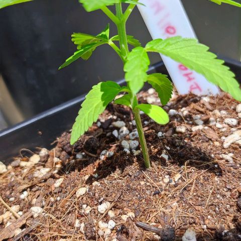 Tropimango growlog timeline photo
