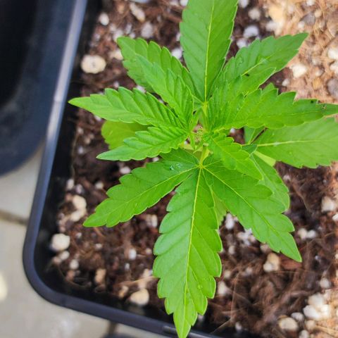 Tropimango growlog timeline photo