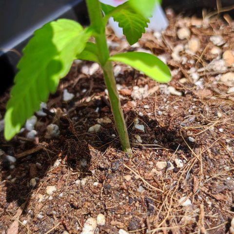 Tropimango growlog timeline photo