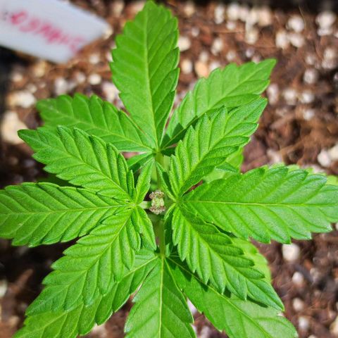 Tropimango growlog timeline photo