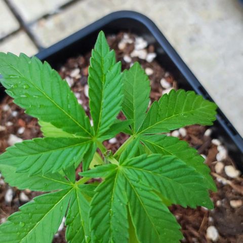 Tropimango growlog timeline photo