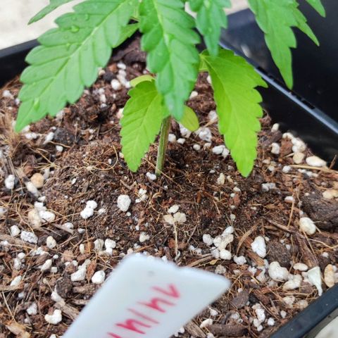 Tropimango growlog timeline photo