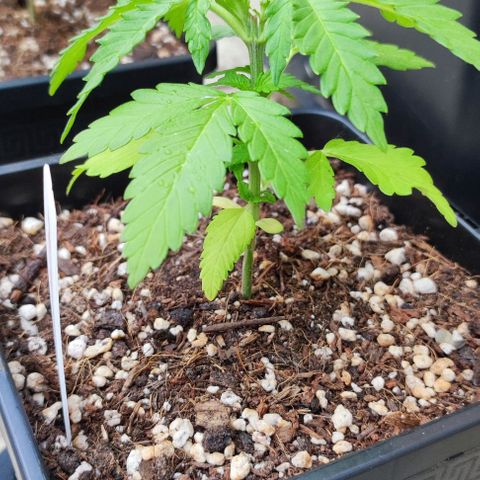 Hella Jelly growlog timeline photo