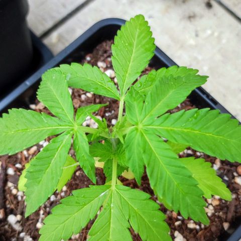 Hella Jelly growlog timeline photo