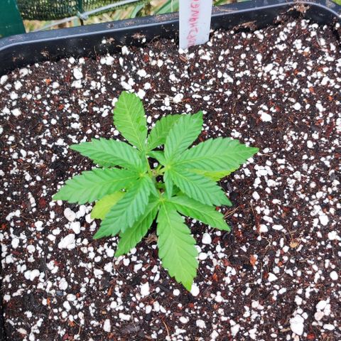 Tropimango growlog timeline photo