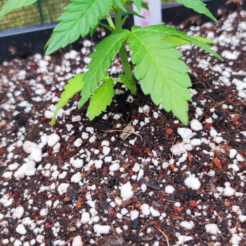 Tropimango growlog timeline photo