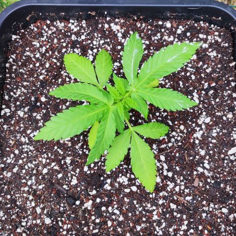 Hella Jelly growlog timeline photo