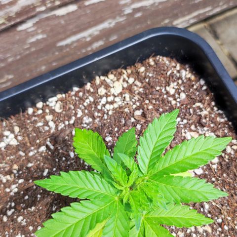 Tropimango growlog timeline photo