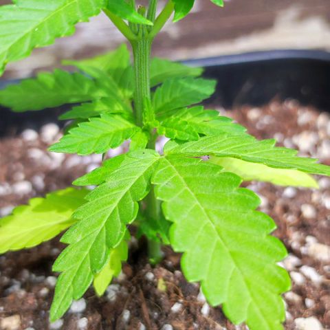 Tropimango growlog timeline photo
