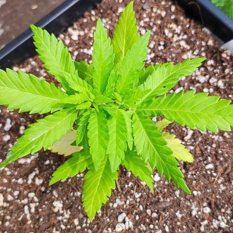 Hella Jelly growlog timeline photo