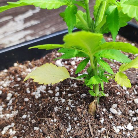 Hella Jelly growlog timeline photo