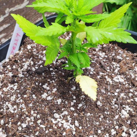 Hella Jelly growlog timeline photo