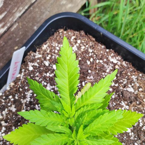 Hella Jelly growlog timeline photo