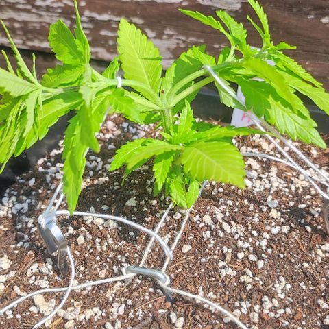 Hella Jelly growlog timeline photo
