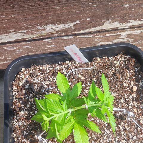Tropimango growlog timeline photo