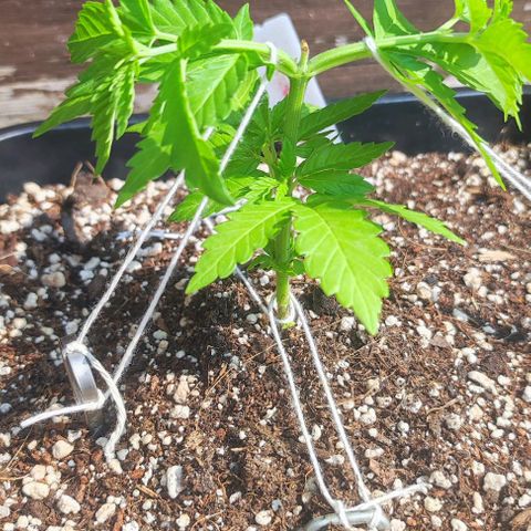 Tropimango growlog timeline photo