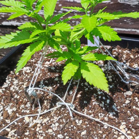 Hella Jelly growlog timeline photo