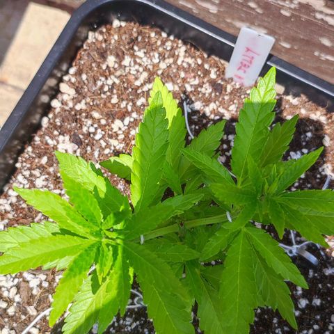 Hella Jelly growlog timeline photo