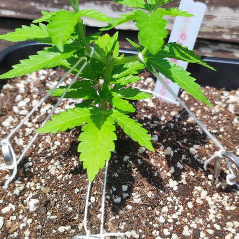 Tropimango growlog timeline photo