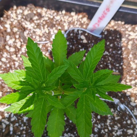 Tropimango growlog timeline photo