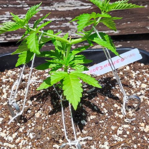 Tropimango growlog timeline photo