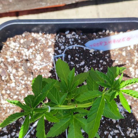 Tropimango growlog timeline photo