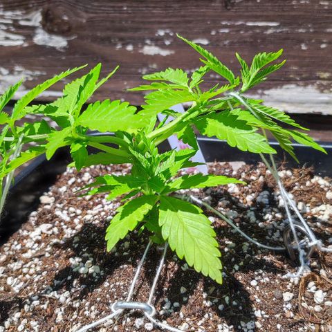 Hella Jelly growlog timeline photo