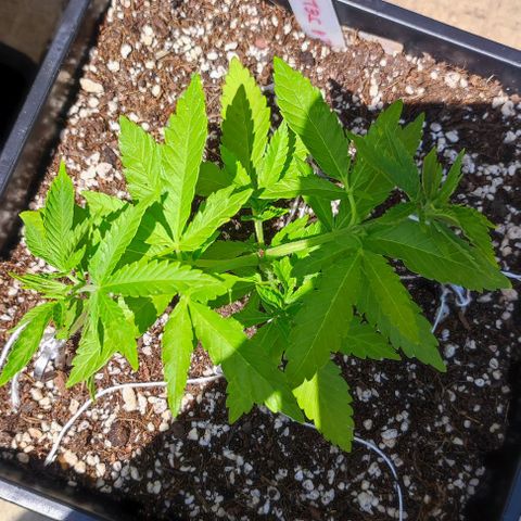 Hella Jelly growlog timeline photo