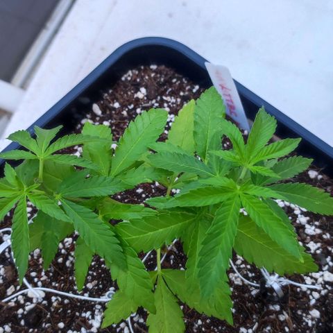 Hella Jelly growlog timeline photo