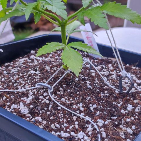 Hella Jelly growlog timeline photo