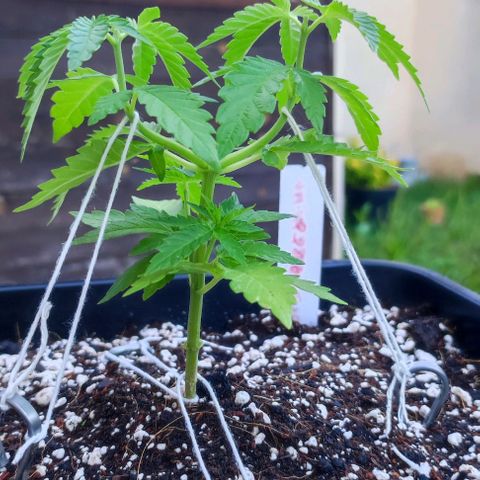Tropimango growlog timeline photo