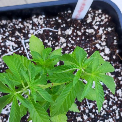 Tropimango growlog timeline photo
