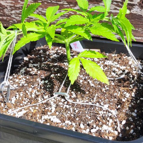 Hella Jelly growlog timeline photo