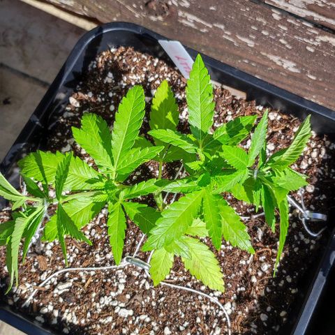 Hella Jelly growlog timeline photo