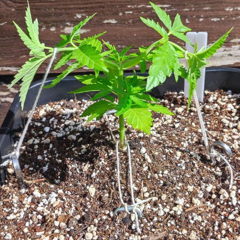 Tropimango growlog timeline photo