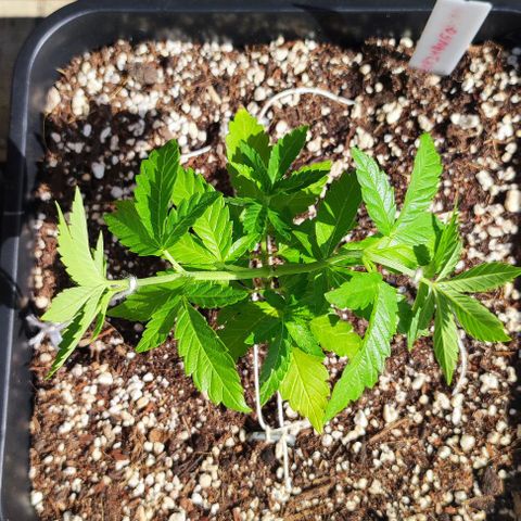 Tropimango growlog timeline photo
