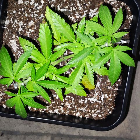 Hella Jelly growlog timeline photo