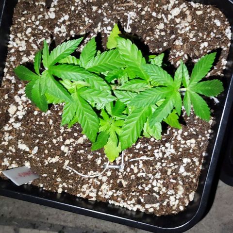 Tropimango growlog timeline photo
