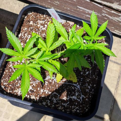 Hella Jelly growlog timeline photo