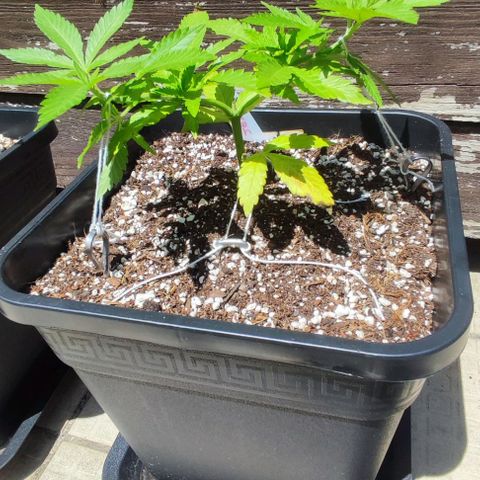 Hella Jelly growlog timeline photo