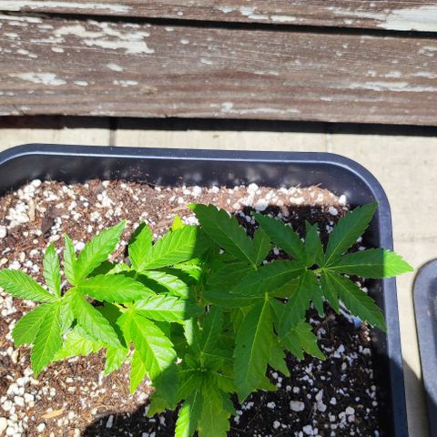 Tropimango growlog timeline photo