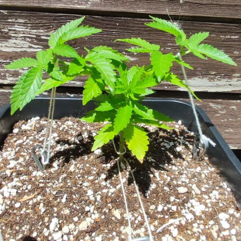 Tropimango growlog timeline photo