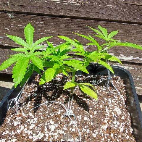 Hella Jelly growlog timeline photo