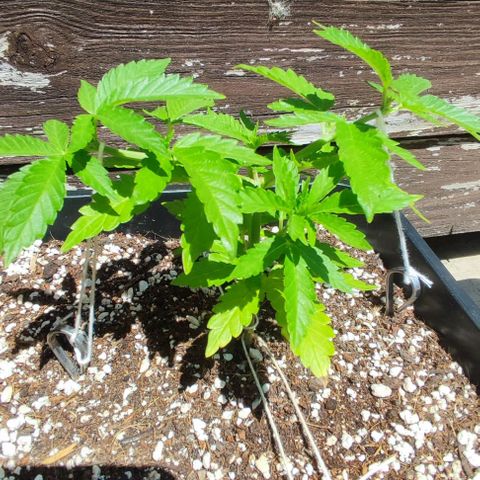 Tropimango growlog timeline photo