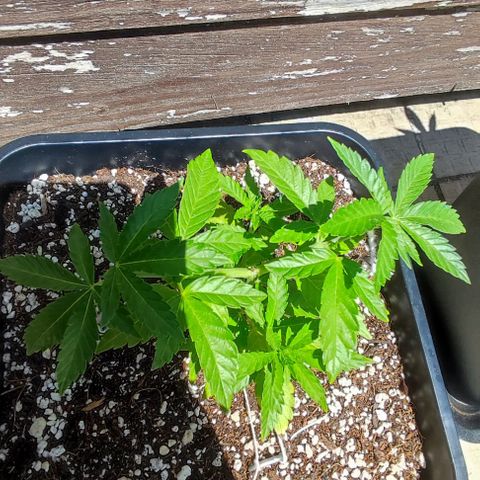Tropimango growlog timeline photo
