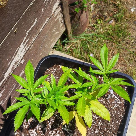 Hella Jelly growlog timeline photo
