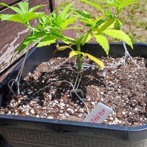 Hella Jelly growlog timeline photo
