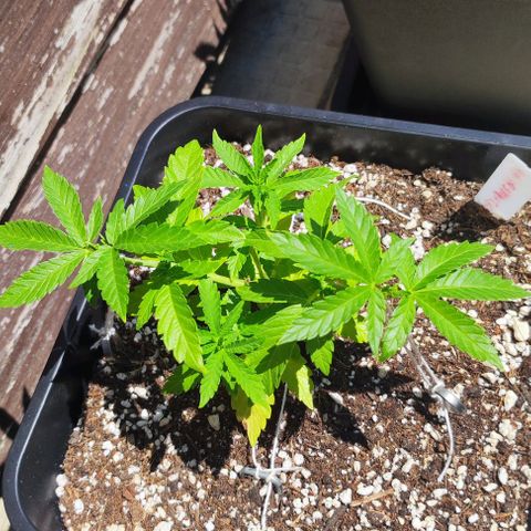 Tropimango growlog timeline photo